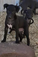 Sylvester, a male Italian Greyhound for sale in Hereford, TX – Photo 6 of 7