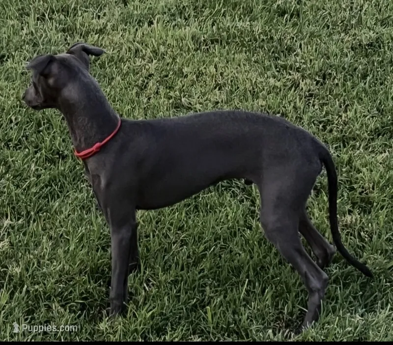 Angelo – Italian Greyhound puppy for sale in Hereford, TX