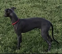 Angelo, a male Italian Greyhound for sale in Hereford, TX – 1 of 5