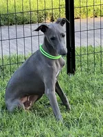 Usher, a male Italian Greyhound for sale in Hereford, TX – 7 of 9