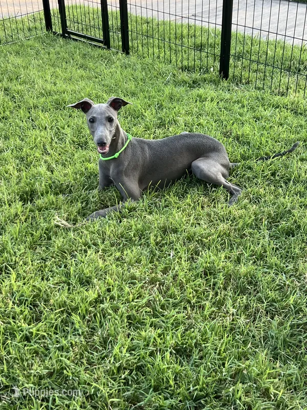 Usher – Italian Greyhound puppy for sale in Hereford, TX