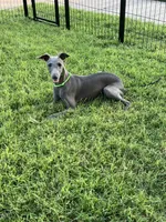 Usher, a male Italian Greyhound for sale in Hereford, TX – 1 of 9
