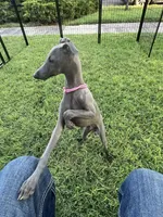 Austin, a male Italian Greyhound for sale in Hereford, TX – 9 of 10