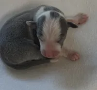 Male 1, a male Italian Greyhound for sale in Hereford, TX – Photo 2 of 7