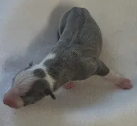 Male 1, a male Italian Greyhound for sale in Hereford, TX – Photo 3 of 7