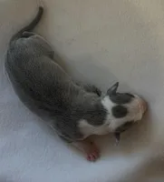 Male 1, a male Italian Greyhound for sale in Hereford, TX – Photo 6 of 7
