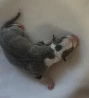 Male 1, a male Italian Greyhound for sale in Hereford, TX – Photo 4 of 7