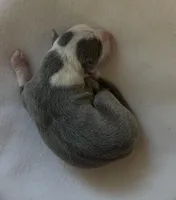 Male 1, a male Italian Greyhound for sale in Hereford, TX – Photo 5 of 7