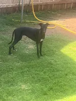 Male 1, a male Italian Greyhound for sale in Hereford, TX – Photo 7 of 7