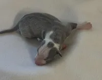 Male 1, a male Italian Greyhound for sale in Hereford, TX – Photo 1 of 7