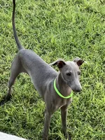 Usher, a male Italian Greyhound for sale in Hereford, TX – 3 of 9