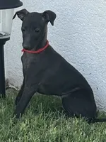 Apollo, a male Italian Greyhound for sale in Hereford, TX – 8 of 10