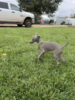 Usher, a male Italian Greyhound for sale in Hereford, TX – 3 of 6