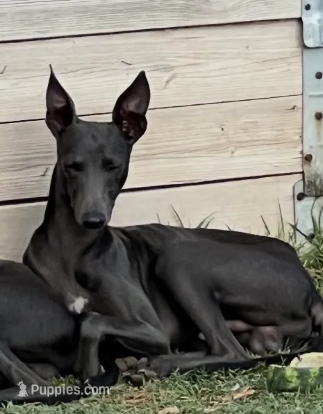 Paole, a male Italian Greyhound for sale in Hereford, TX – 1 of 2