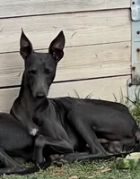 Paole, a male Italian Greyhound for sale in Hereford, TX – 1 of 2