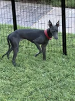 Vicente, a male Italian Greyhound for sale in Hereford, TX – 9 of 10