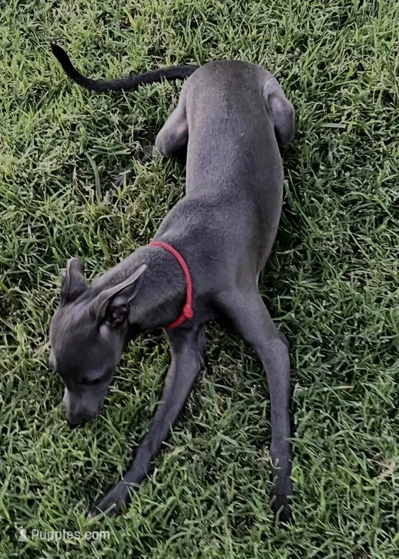 Angelo – Italian Greyhound puppy for sale in Hereford, TX
