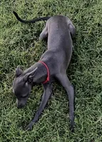 Angelo, a male Italian Greyhound for sale in Hereford, TX – 5 of 5