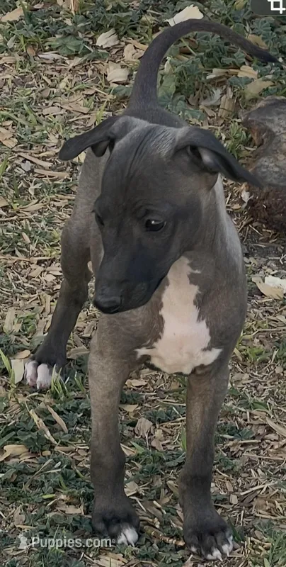 Male7 – Italian Greyhound puppy for sale in Hereford, TX