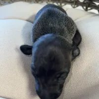 Male7, a male Italian Greyhound for sale in Hereford, TX – Photo 2 of 5