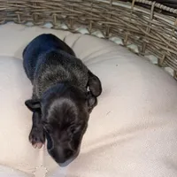 Male7, a male Italian Greyhound for sale in Hereford, TX – Photo 5 of 5