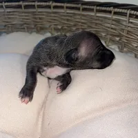 Male7, a male Italian Greyhound for sale in Hereford, TX – Photo 1 of 5