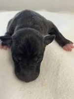 Male7, a male Italian Greyhound for sale in Hereford, TX – Photo 4 of 5