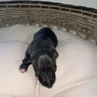 Male7, a male Italian Greyhound for sale in Hereford, TX – Photo 4 of 5