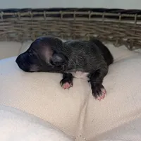 Male7, a male Italian Greyhound for sale in Hereford, TX – Photo 3 of 5