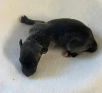 Male7, a male Italian Greyhound for sale in Hereford, TX – Photo 1 of 5