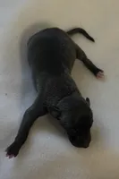 Male7, a male Italian Greyhound for sale in Hereford, TX – Photo 3 of 5