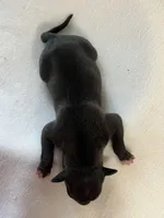 Male7, a male Italian Greyhound for sale in Hereford, TX – Photo 5 of 5