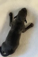 Male7, a male Italian Greyhound for sale in Hereford, TX – Photo 2 of 5