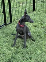 Vicente, a male Italian Greyhound for sale in Hereford, TX – 8 of 10
