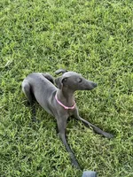 Austin, a male Italian Greyhound for sale in Hereford, TX – 5 of 10