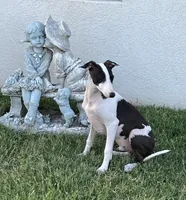 Male 5 Rufus, a male Italian Greyhound for sale in Hereford, TX – 7 of 10