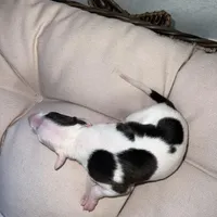 Male 4, a male Italian Greyhound for sale in Hereford, TX – Photo 9 of 9