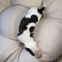 Male 4, a male Italian Greyhound for sale in Hereford, TX – Photo 1 of 9