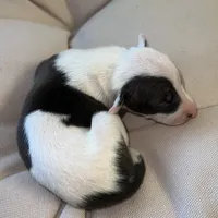 Male 4, a male Italian Greyhound for sale in Hereford, TX – Photo 6 of 9