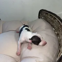 Male 4, a male Italian Greyhound for sale in Hereford, TX – Photo 5 of 9