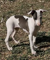 Male 4 Jacob, a male Italian Greyhound for sale in Hereford, TX – 8 of 8