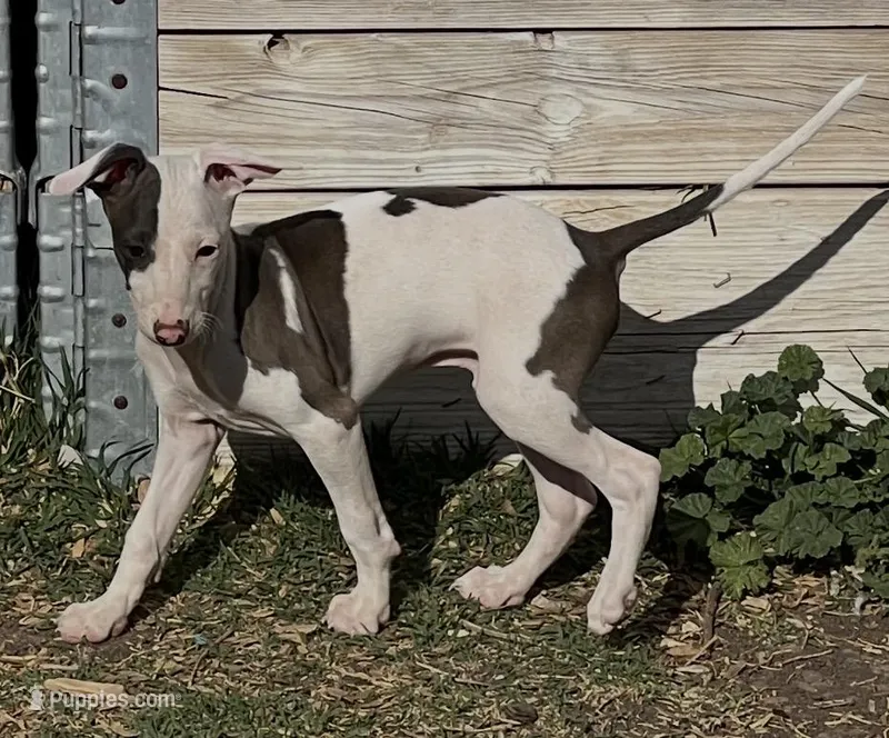 Male 4 – Italian Greyhound puppy for sale in Hereford, TX