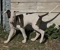 Male 4 Jacob, a male Italian Greyhound for sale in Hereford, TX – 1 of 8
