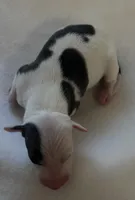 Male 4, a male Italian Greyhound for sale in Hereford, TX – Photo 3 of 5