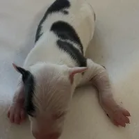 Male 4, a male Italian Greyhound for sale in Hereford, TX – Photo 2 of 9