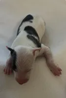 Male 4, a male Italian Greyhound for sale in Hereford, TX – Photo 4 of 5