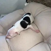 Male 4, a male Italian Greyhound for sale in Hereford, TX – Photo 8 of 9