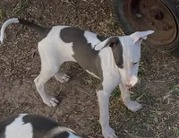 Male 4 Jacob, a male Italian Greyhound for sale in Hereford, TX – 7 of 8