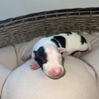 Male 4, a male Italian Greyhound for sale in Hereford, TX – Photo 4 of 9