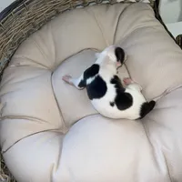 Male 4, a male Italian Greyhound for sale in Hereford, TX – Photo 7 of 9